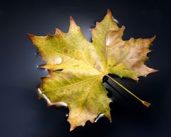 Blatt, Wasser und Licht