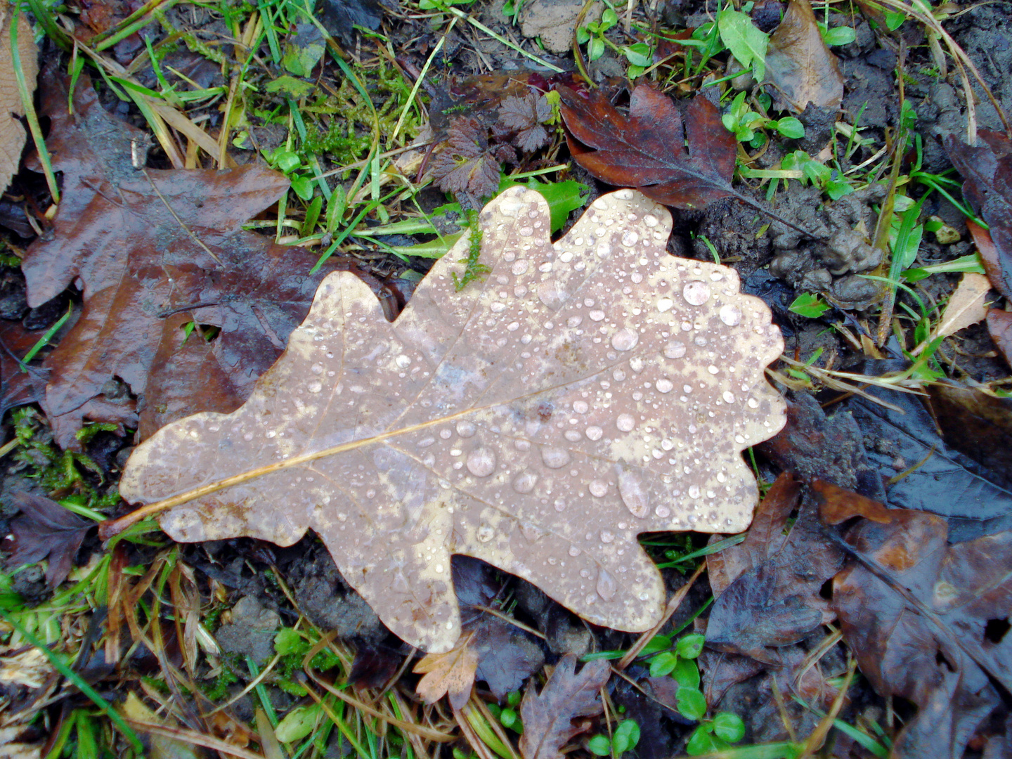 Blatt-WinterJPG