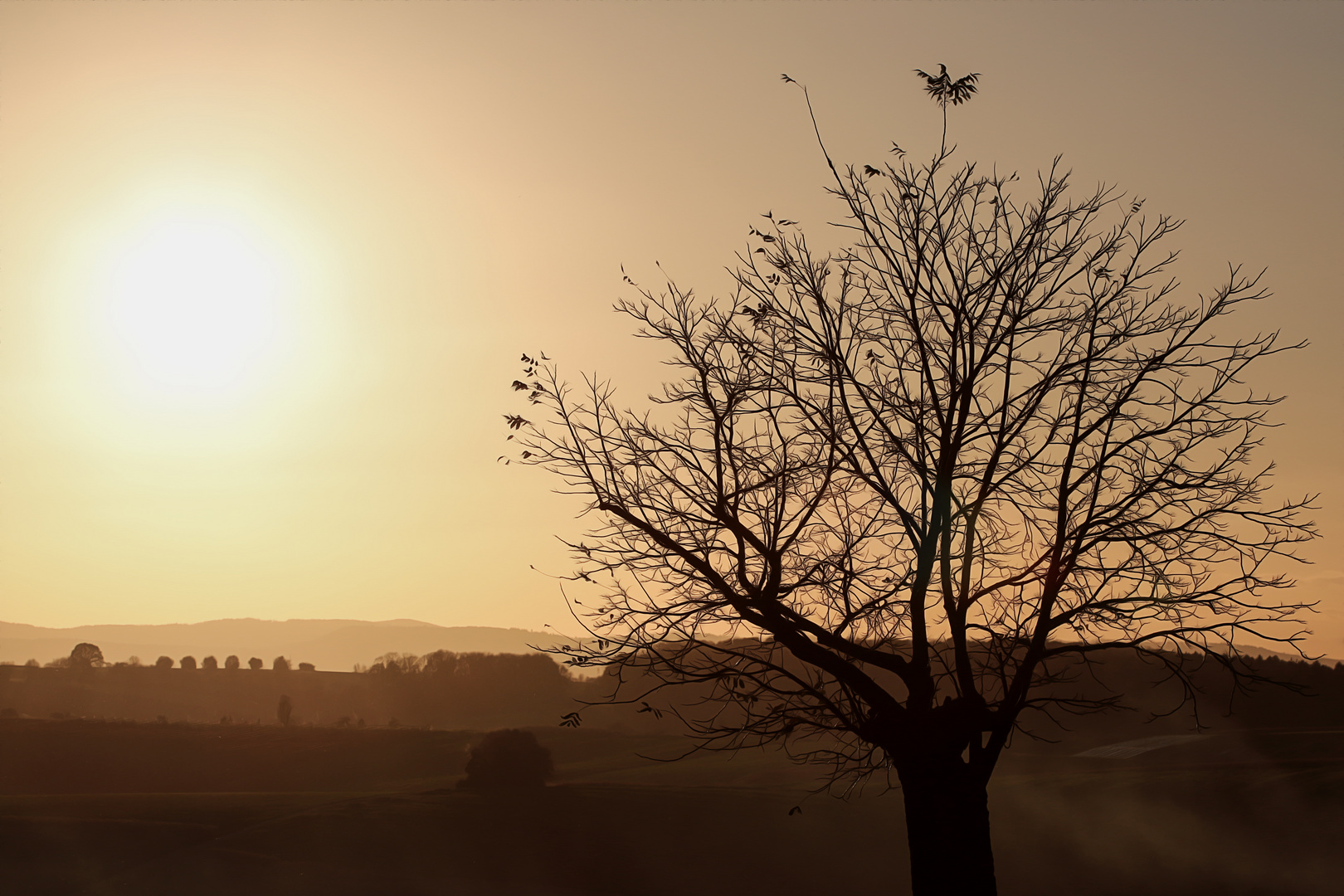 Blattadler im Abendlicht ...