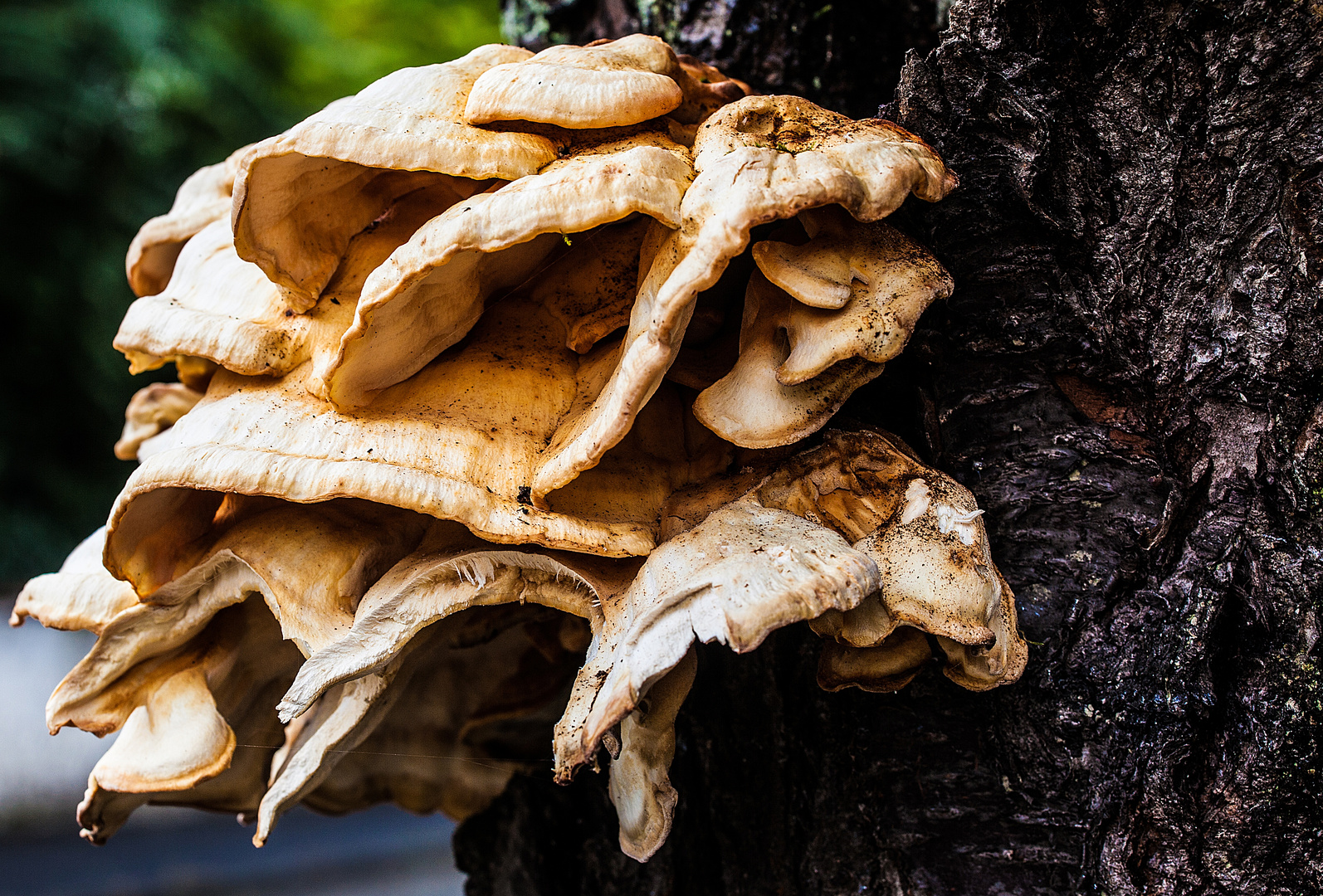 Blattartiger Pilz an einem Laubbaum