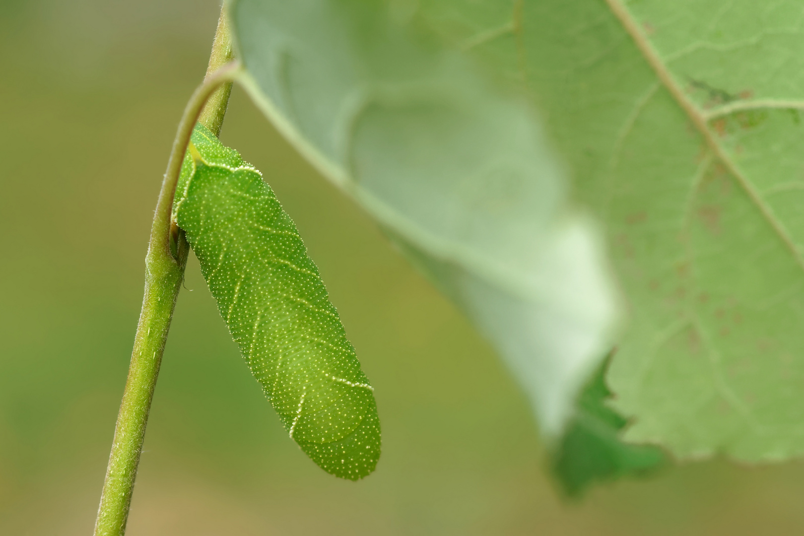 Blattatrappe... Raupe vom Pappelschwärmer  (Laothoe populi) 