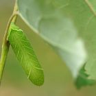 Blattatrappe... Raupe vom Pappelschwärmer  (Laothoe populi) 