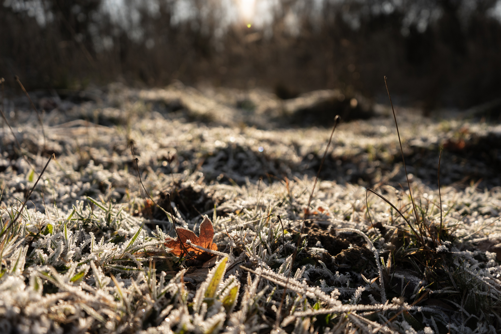 Blatt_auf_Frost