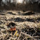 Blatt_auf_Frost