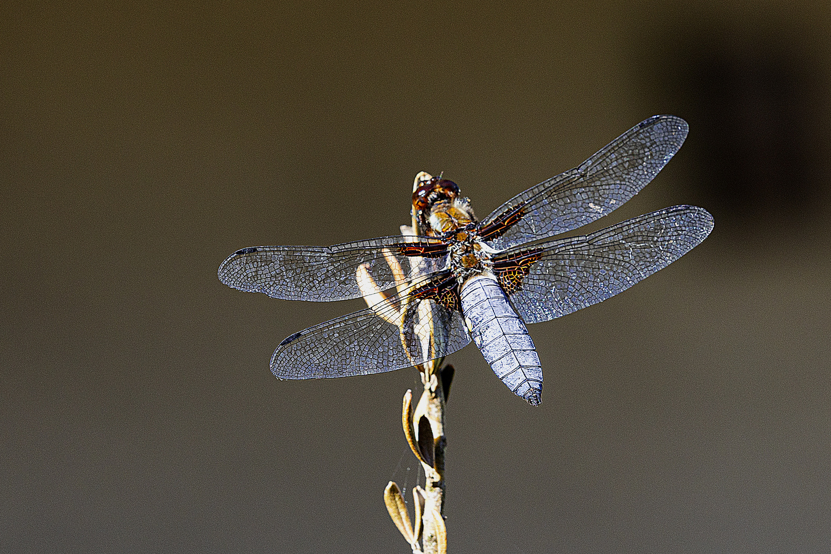 Blattbauch Libelle