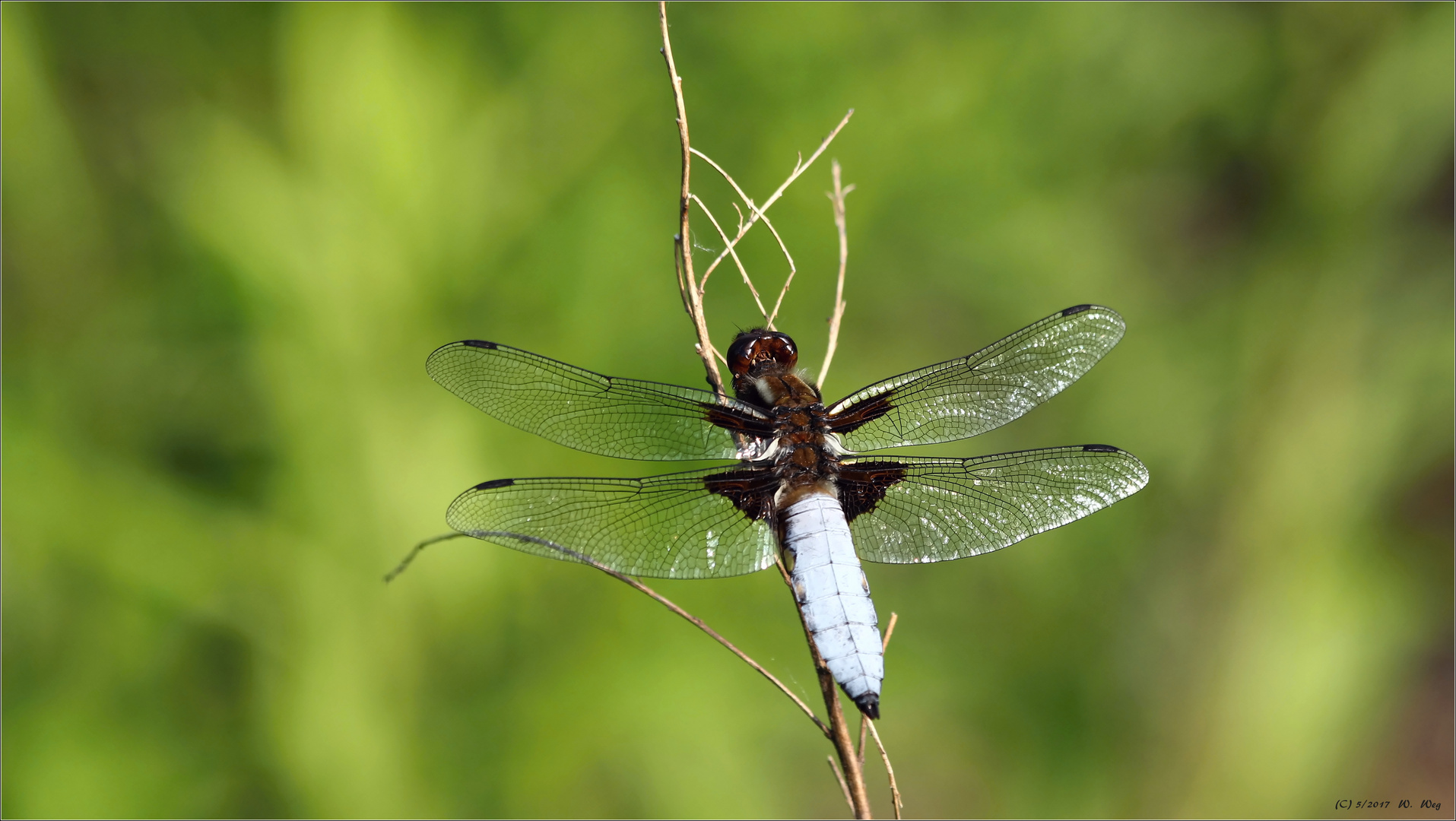 Blattbauchlibelle