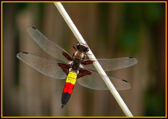 Blattbauchlibelle im EM - Fieber :-)