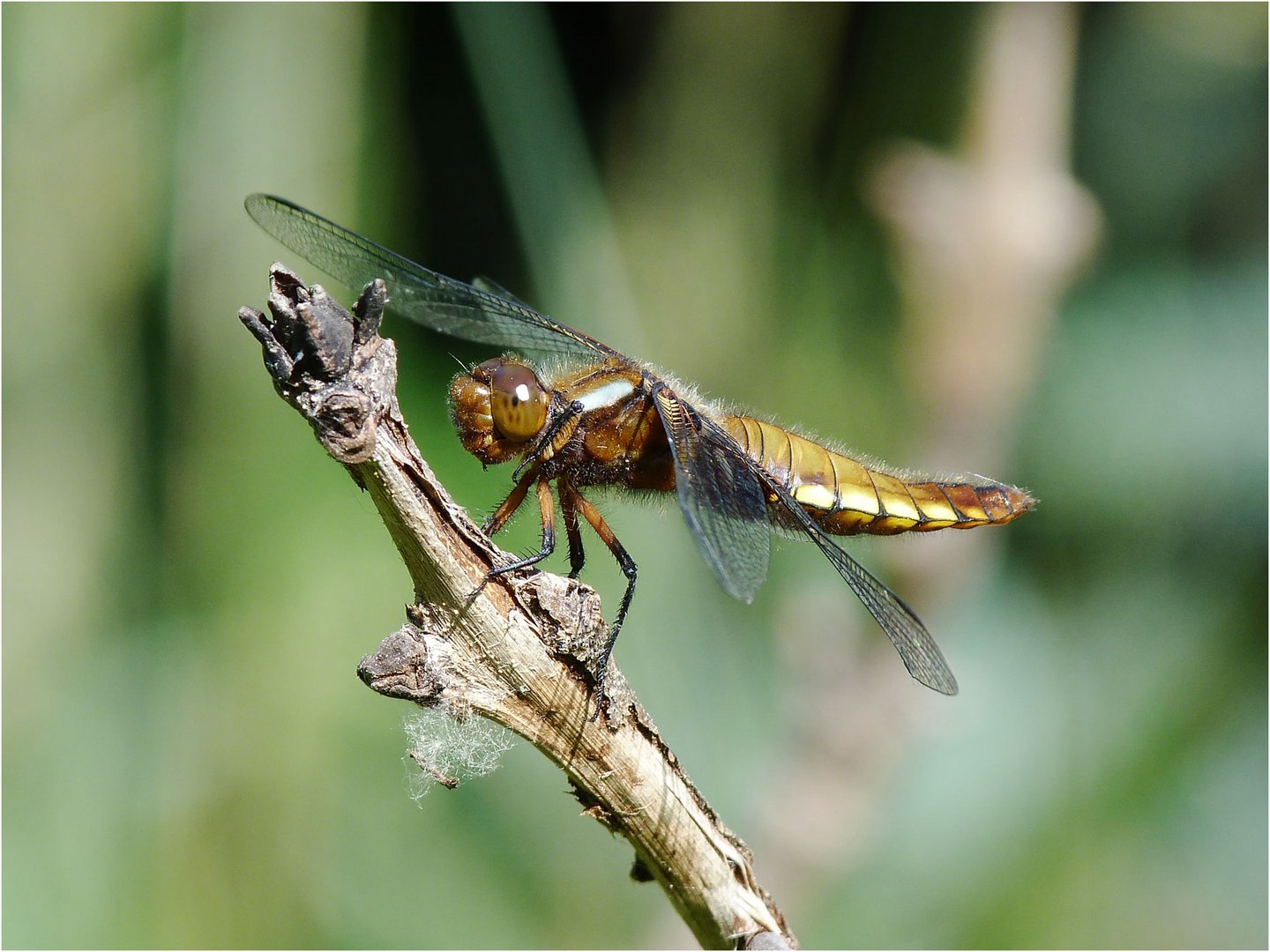 Blattbauchweibchen