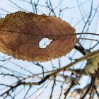 Blatt.Baum.Spiegel