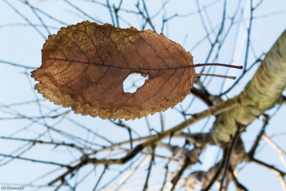 Blatt.Baum.Spiegel