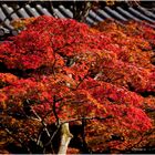 Blattfärbung in Nikko