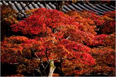 Blattfärbung in Nikko