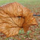 Blattfisch oder Plattfisch oder eine Meeresschnecke ? Oder vielleicht gar ein Linden-Blatt ?