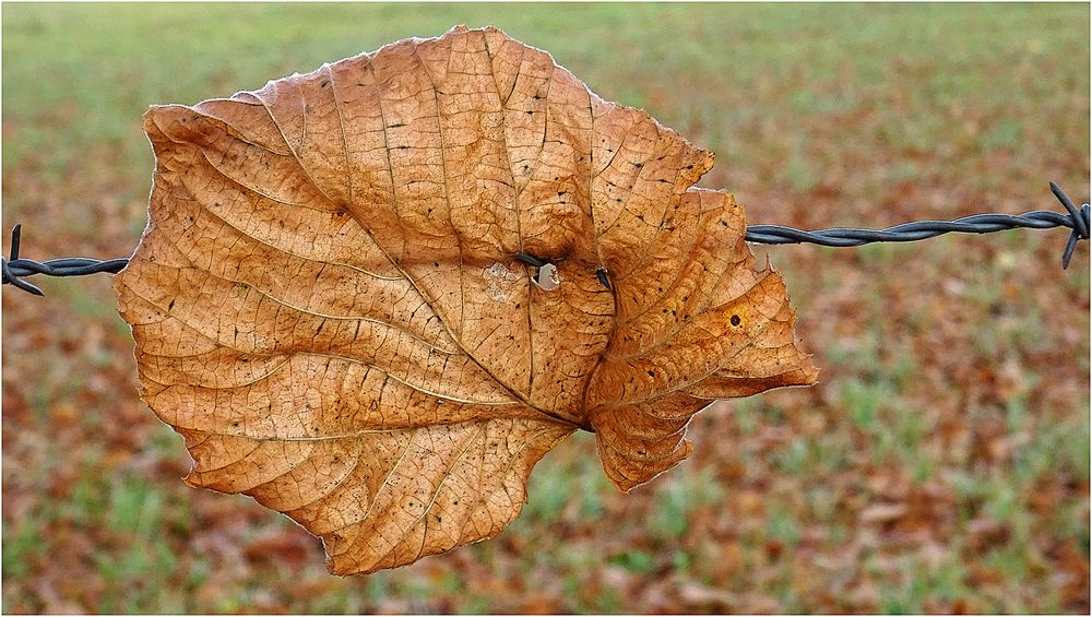 Blattfisch oder Plattfisch oder eine Meeresschnecke ? Oder vielleicht gar ein Linden-Blatt ?