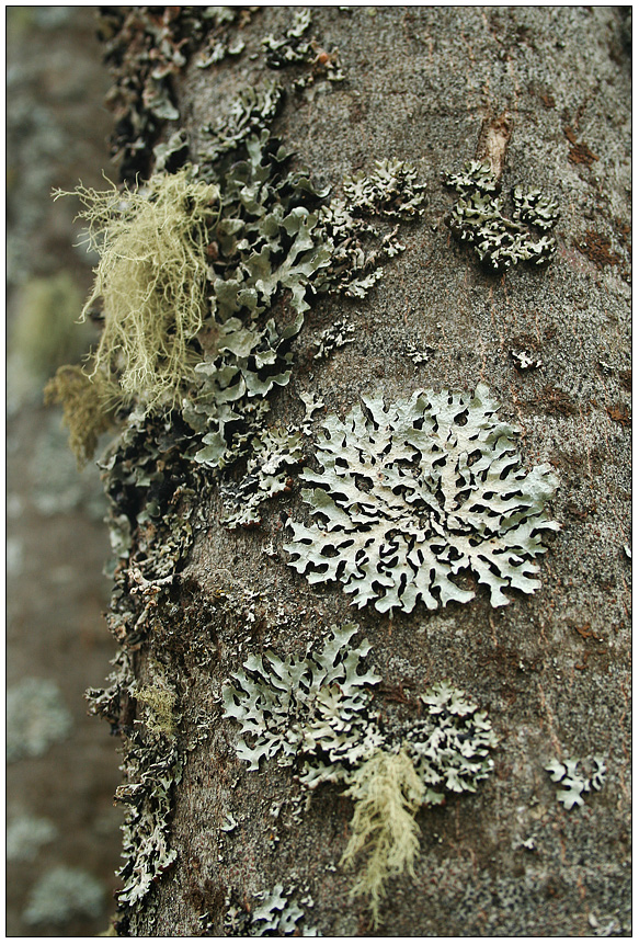 Blattflechten und Gewöhnliche Bartflechten ( Usnea dasypoga)