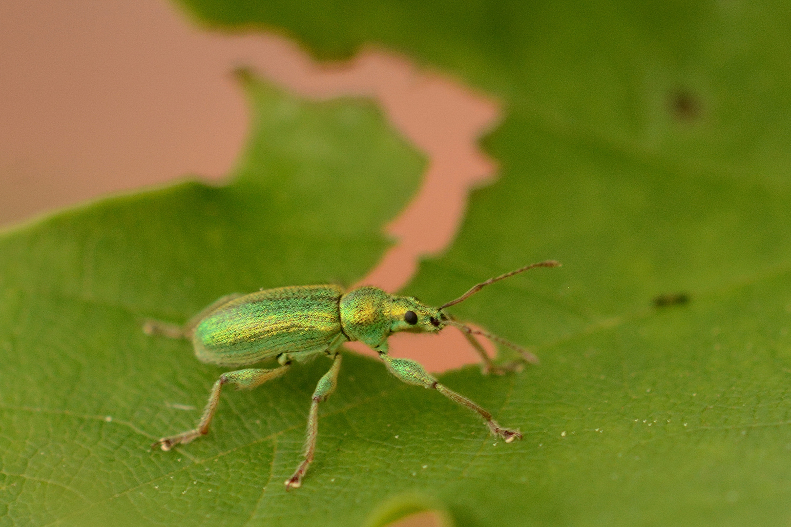 Blattfresser Foto & Bild | tiere, wildlife, insekten Bilder auf