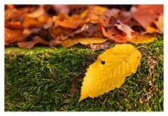 Blattgold auf Wald-Smaragd