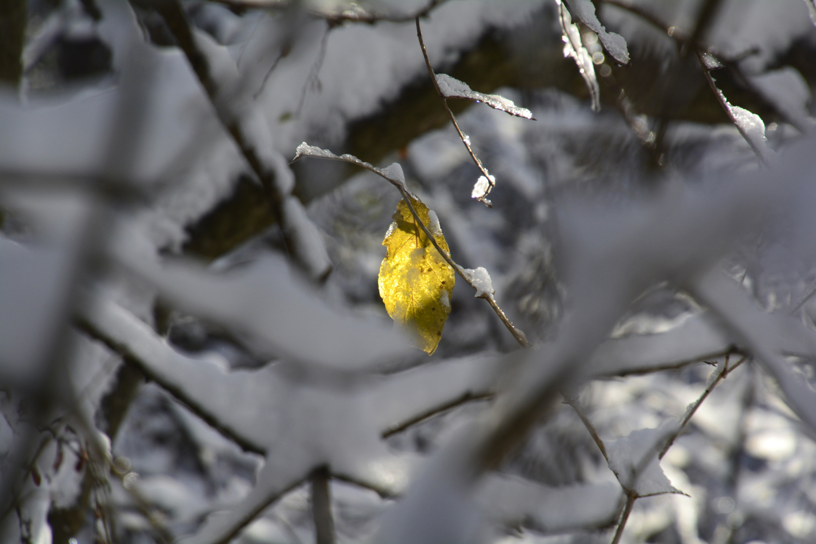 Blattgold  (nicht bearbeitet)