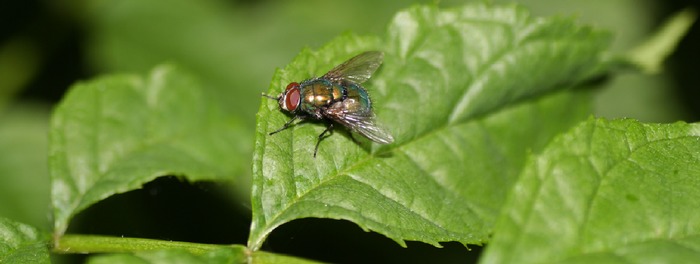 Blattgrün mit Fliege