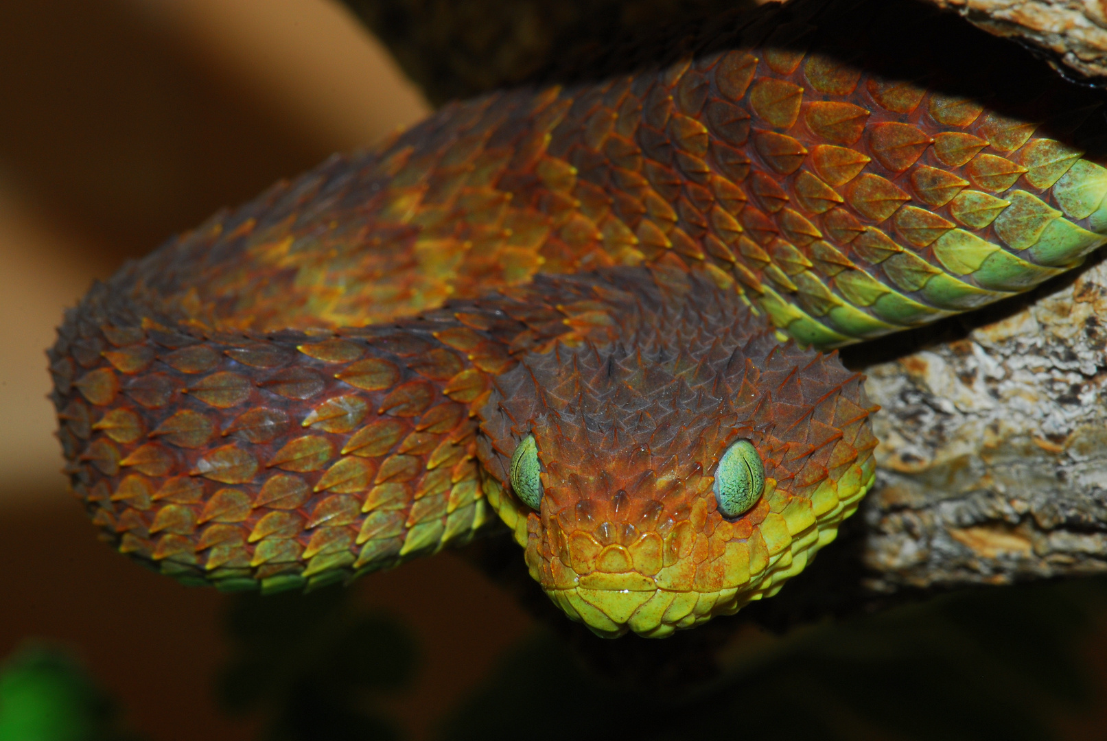 Blattgrüne Buschviper (Atheris squamigera)