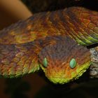 Blattgrüne Buschviper (Atheris squamigera)