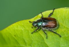 Blatthornkäfer