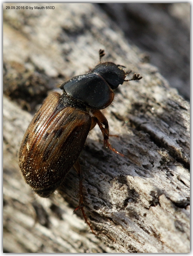 Blatthornkäfer - Aphodius contaminatus