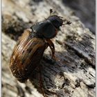 Blatthornkäfer - Aphodius contaminatus