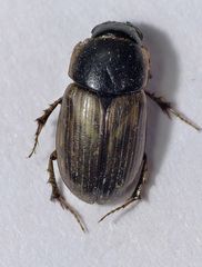 Blatthornkäfer (Aphodius prodromus oder A. sphacelatus)