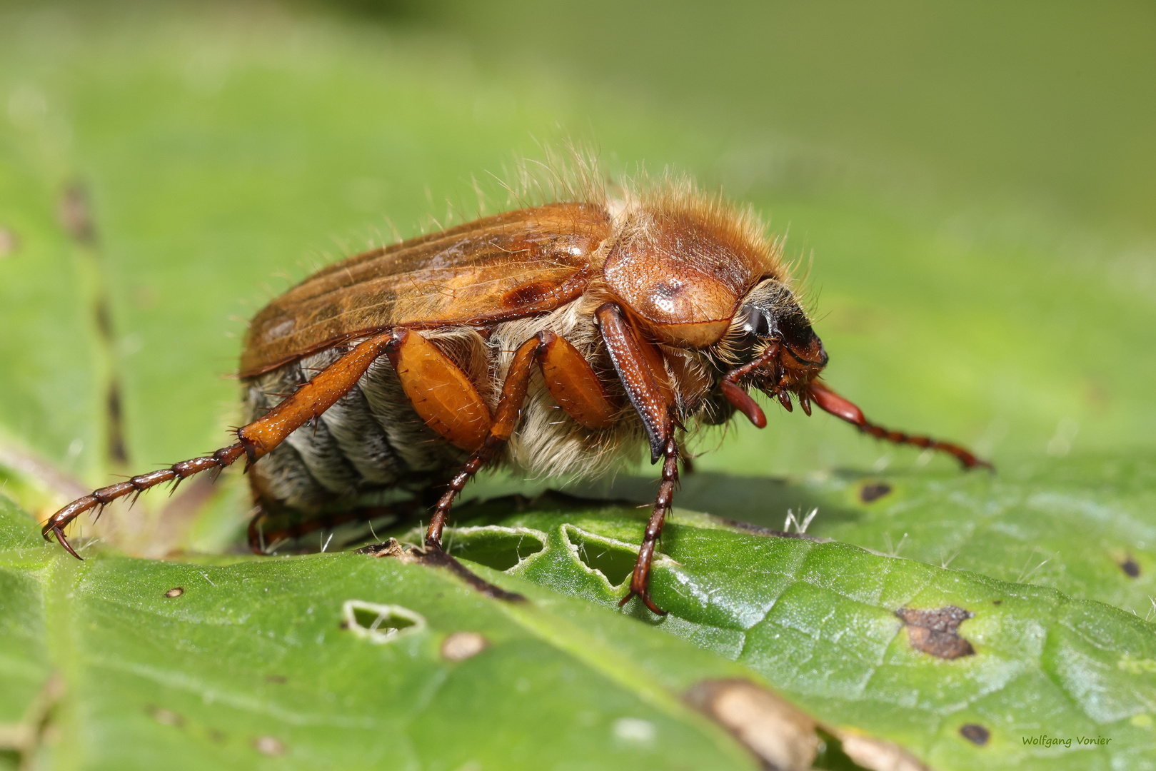 	Blatthornkäfer-Junikäfer (Amphimallon solstitialis)