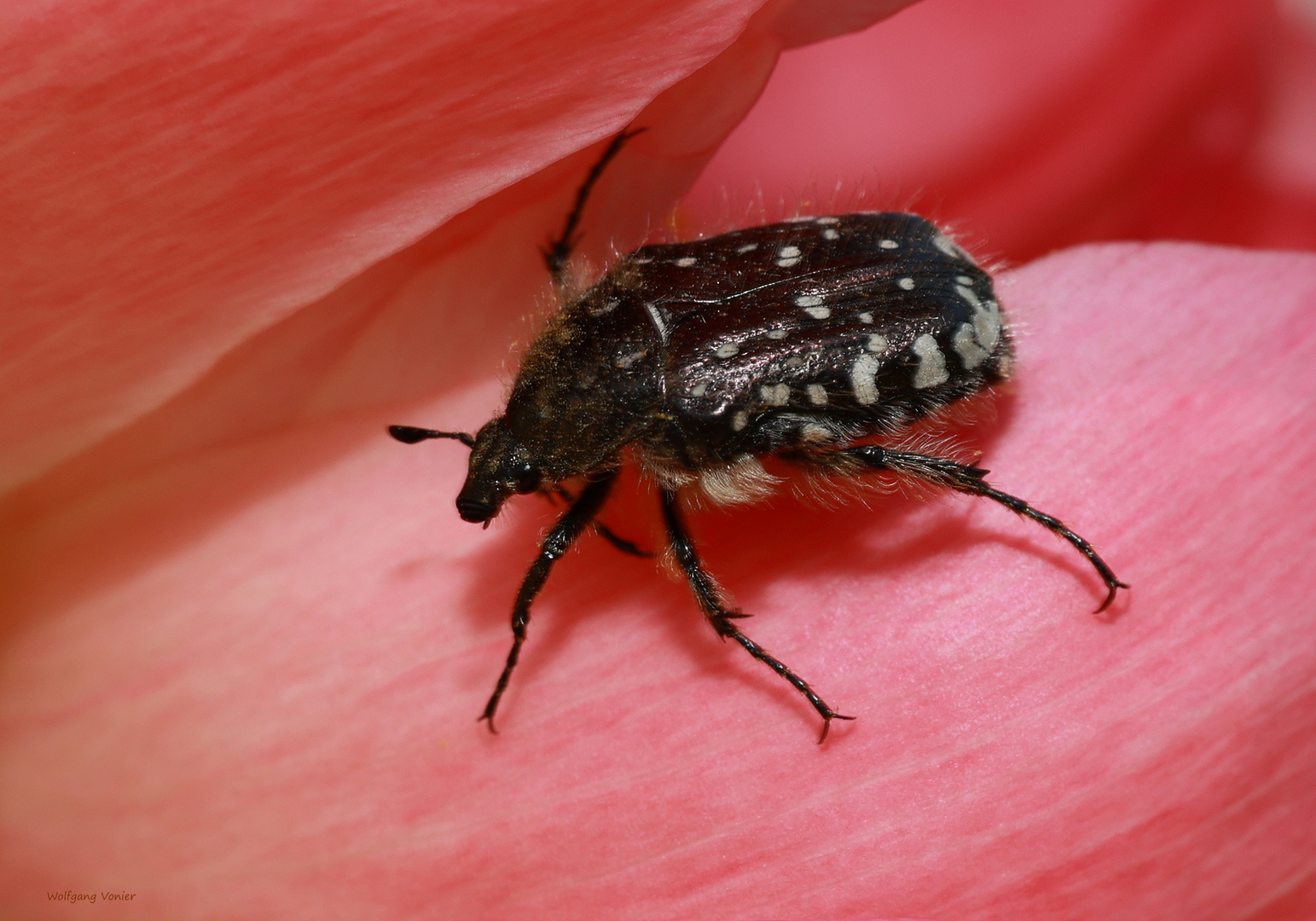 Blatthornkäfer-Trauer Rosenkäfer-Oxythyrea funesta