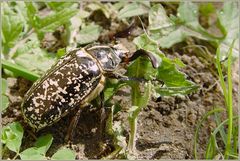 Blatthornkäfer Walker (Polyphylla fullo)