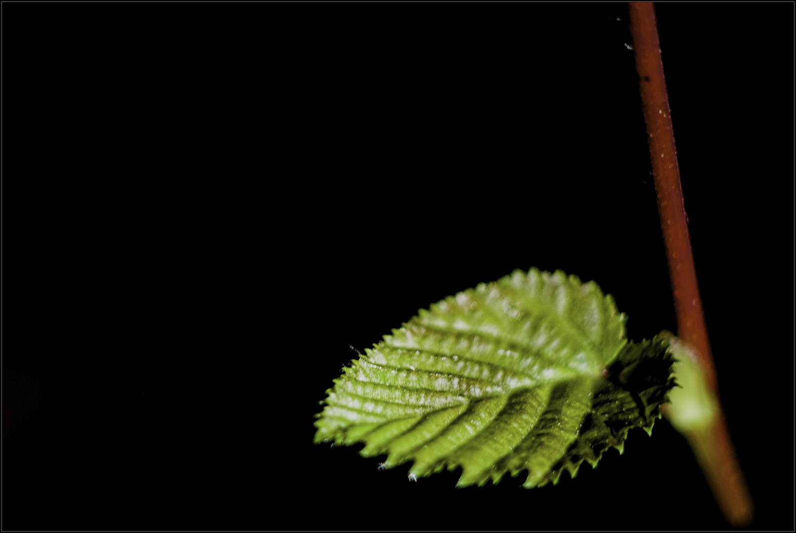 Blatt,im-Wald