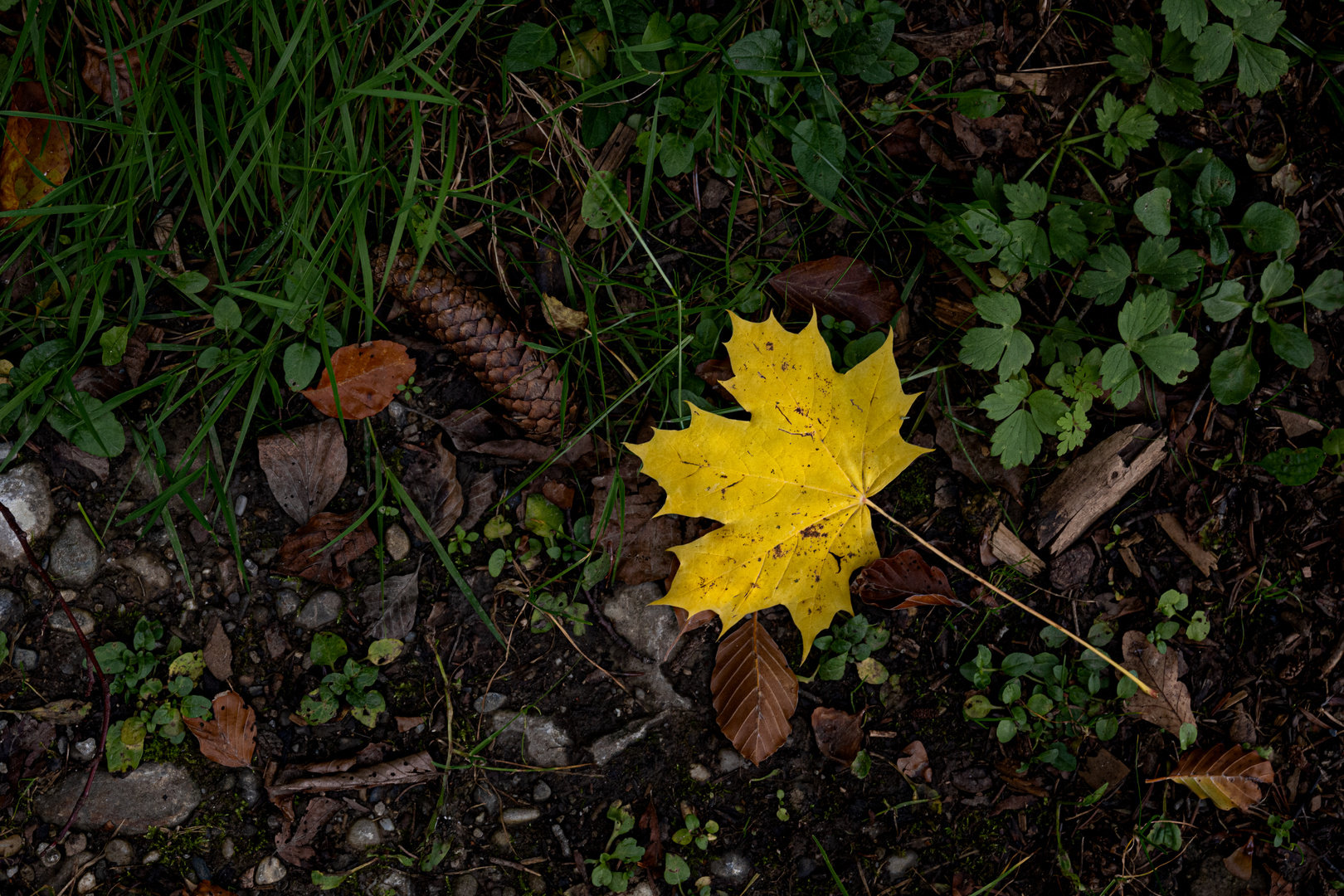 Blatt_im_Wald