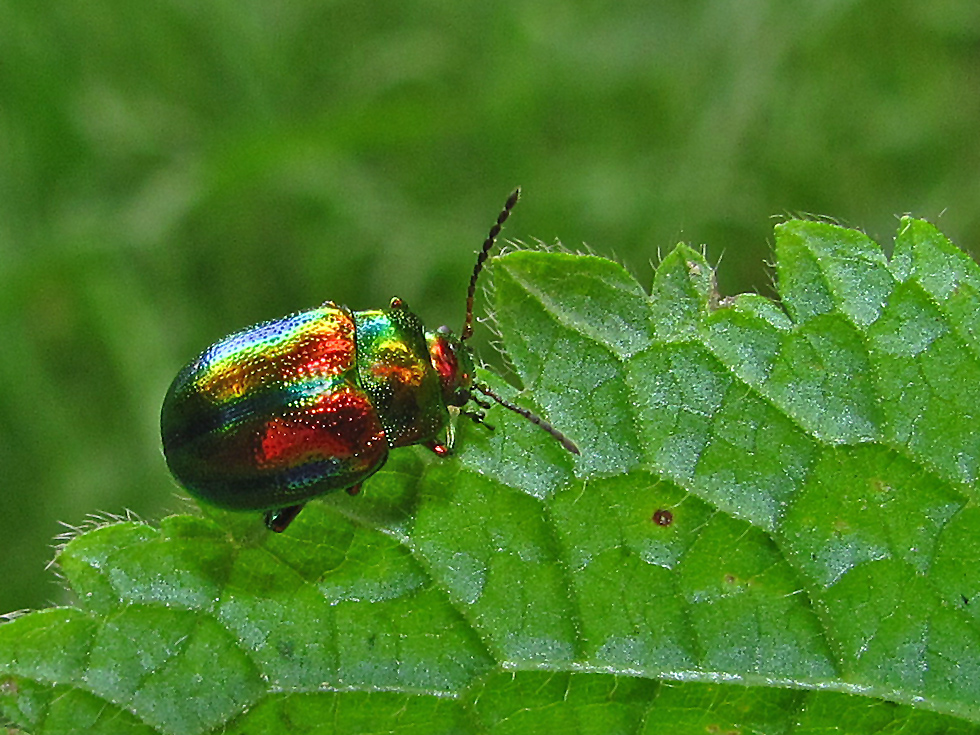 Blattkäfer