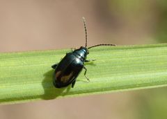 Blattkäfer - Altica sp. auf einem Grashalm