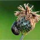 Blattkäfer an verblühter Flockenblume ... kurz vor der Eiablage