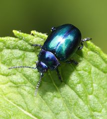 Blattkäfer-Chrysolina coerulans