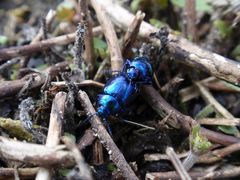 Blattkäfer Chrysolina coerulans - "Full in action"