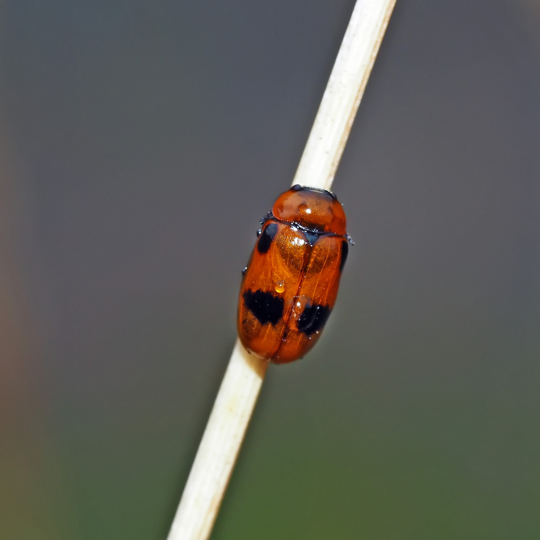 Blattkäfer - Chrysomelidae (Coptocephala rubicunda), Unterfamilie: Clytrinae
