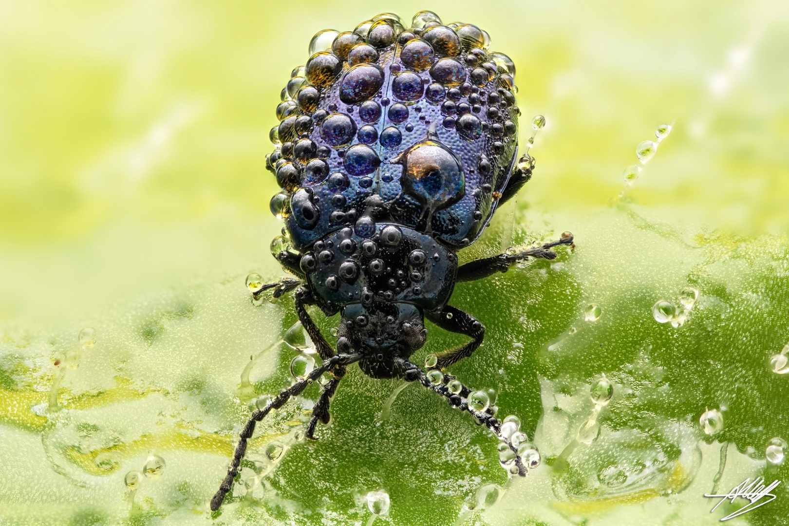 Blattkäfer (Chrysomelidae) mit Tautropfen