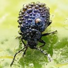 Blattkäfer (Chrysomelidae) mit Tautropfen