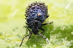 Blattkäfer (Chrysomelidae) mit Tautropfen