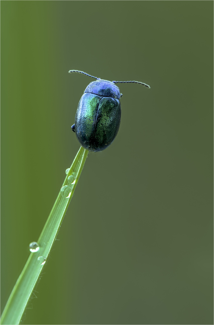 Blattkäfer hoch oben