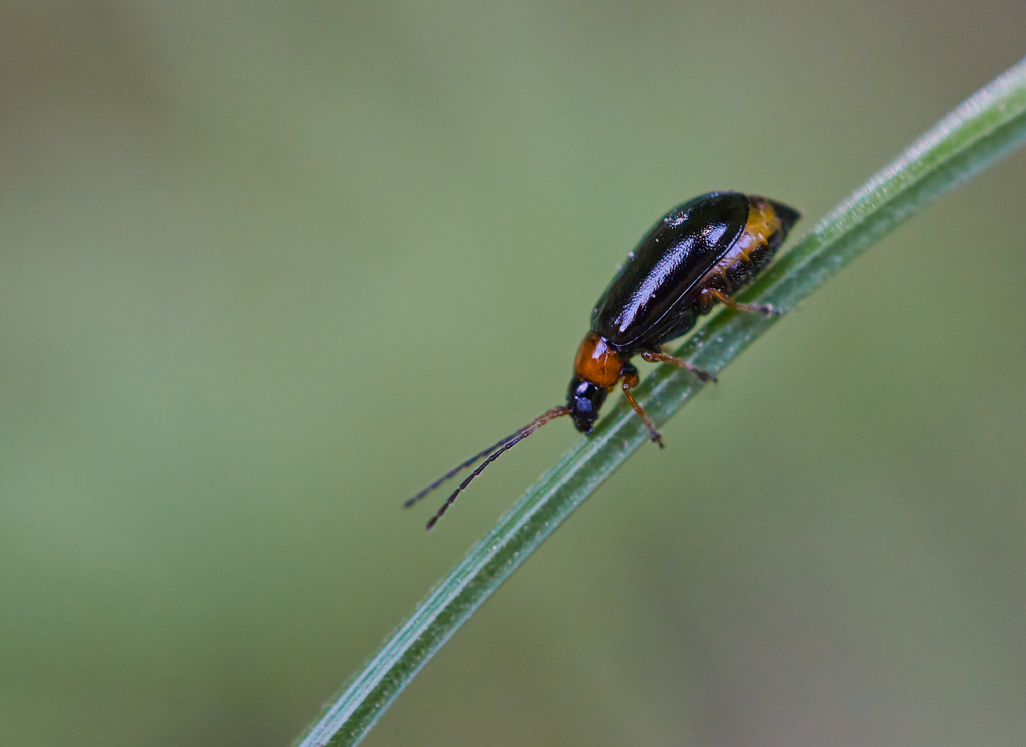 Blattkäfer Luperus sp.