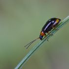 Blattkäfer Luperus sp.