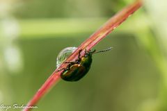 Blattkäfer und Wassertropfen