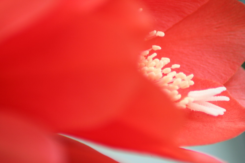 Blattkaktus - Blütenstand
