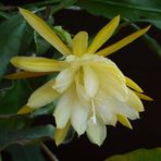 Blattkaktus ( Epiphyllum laui )