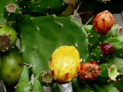 Blattkaktus mit Blüten auf Sao Jorge